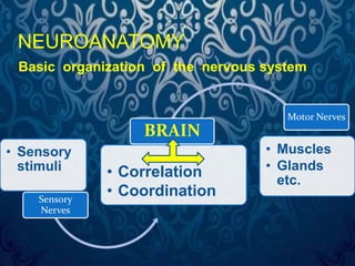 NEUROANATOMY 
Basic organization of the nervous system 
• Sensory 
stimuli 
Sensory 
Nerves 
BRAIN 
• Correlation 
• Coordination 
Motor Nerves 
• Muscles 
• Glands 
etc. 
 