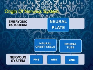 EMBRYONIC 
ECTODERM 
NERVOUS 
SYSTEM 
NEURAL 
PLATE 
NEURAL 
CREST CELLS 
PNS ANS 
NEURAL 
TUBE 
CNS 
Origin Of Nervous System 
 