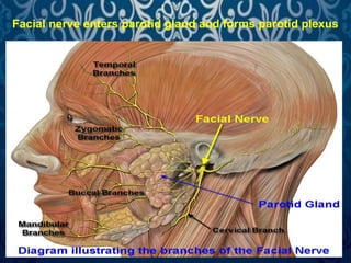 Facial nerve enters parotid gland and forms parotid plexus 
Parotid 
Plexus 
 