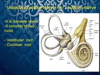 Vestibulocochlear Nerve Or Auditory Nerve 
-It is Sensory nerve . 
-It consists of two 
roots 
- Vestibular root 
- Cochlear root 
 