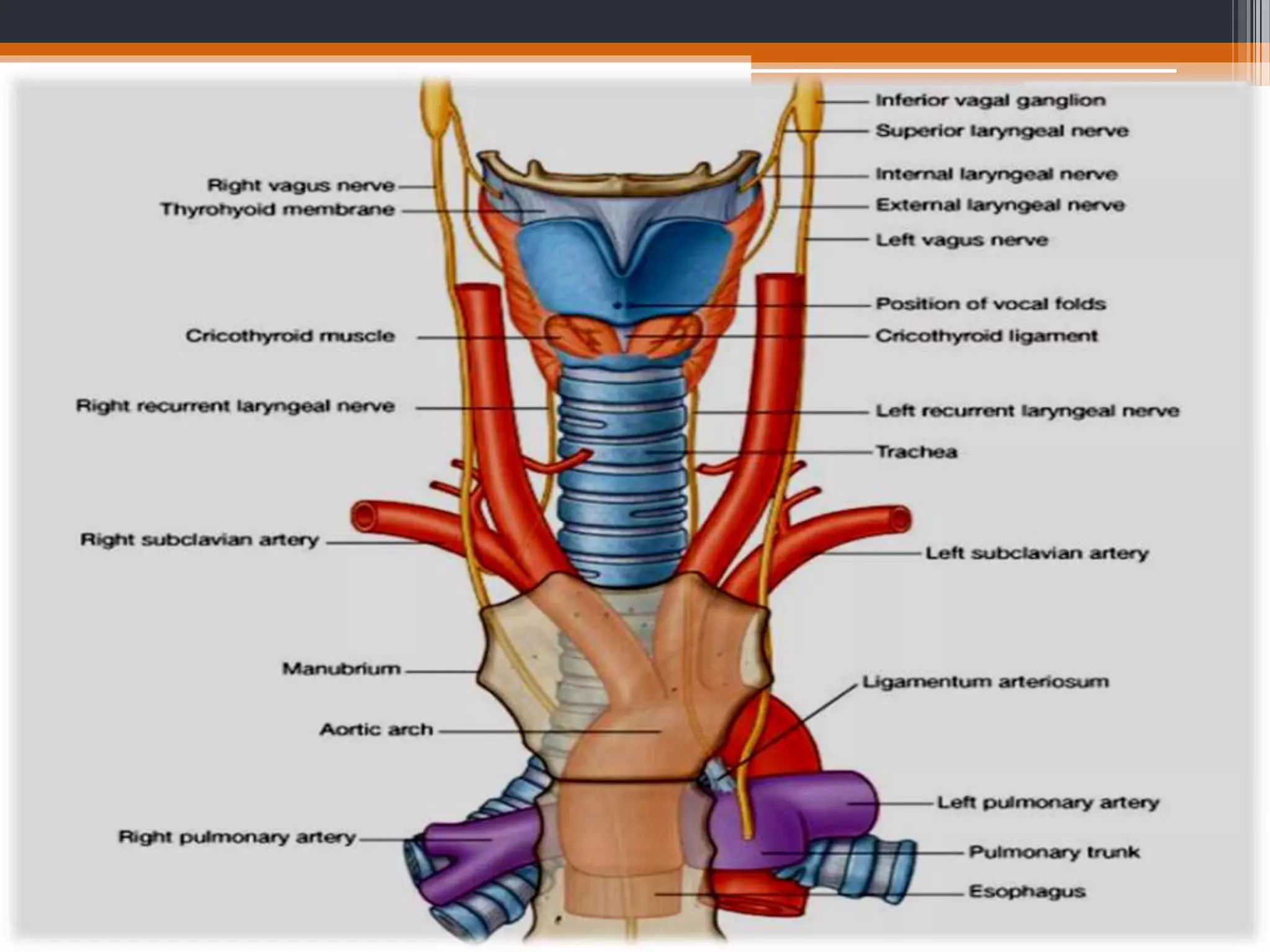Bilateral Rln Nerve supply of larynx & laryngeal paralysis | PPTX