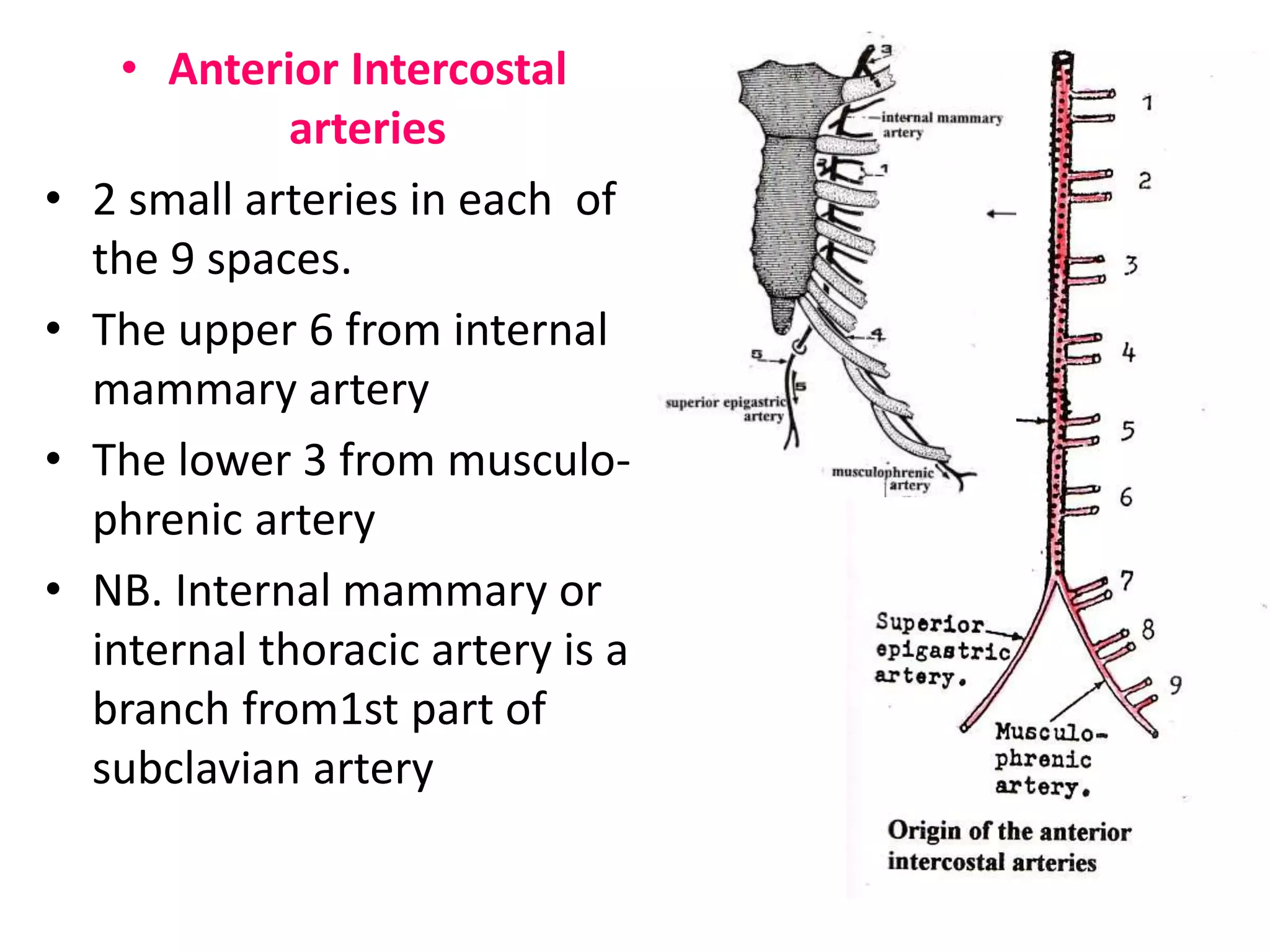 • Anterior Intercostal
arteries
• 2 small arteries in each of
the 9 spaces.
• The upper 6 from internal
mammary artery
• The lower 3 from musculo-
phrenic artery
• NB. Internal mammary or
internal thoracic artery is a
branch from1st part of
subclavian artery
 