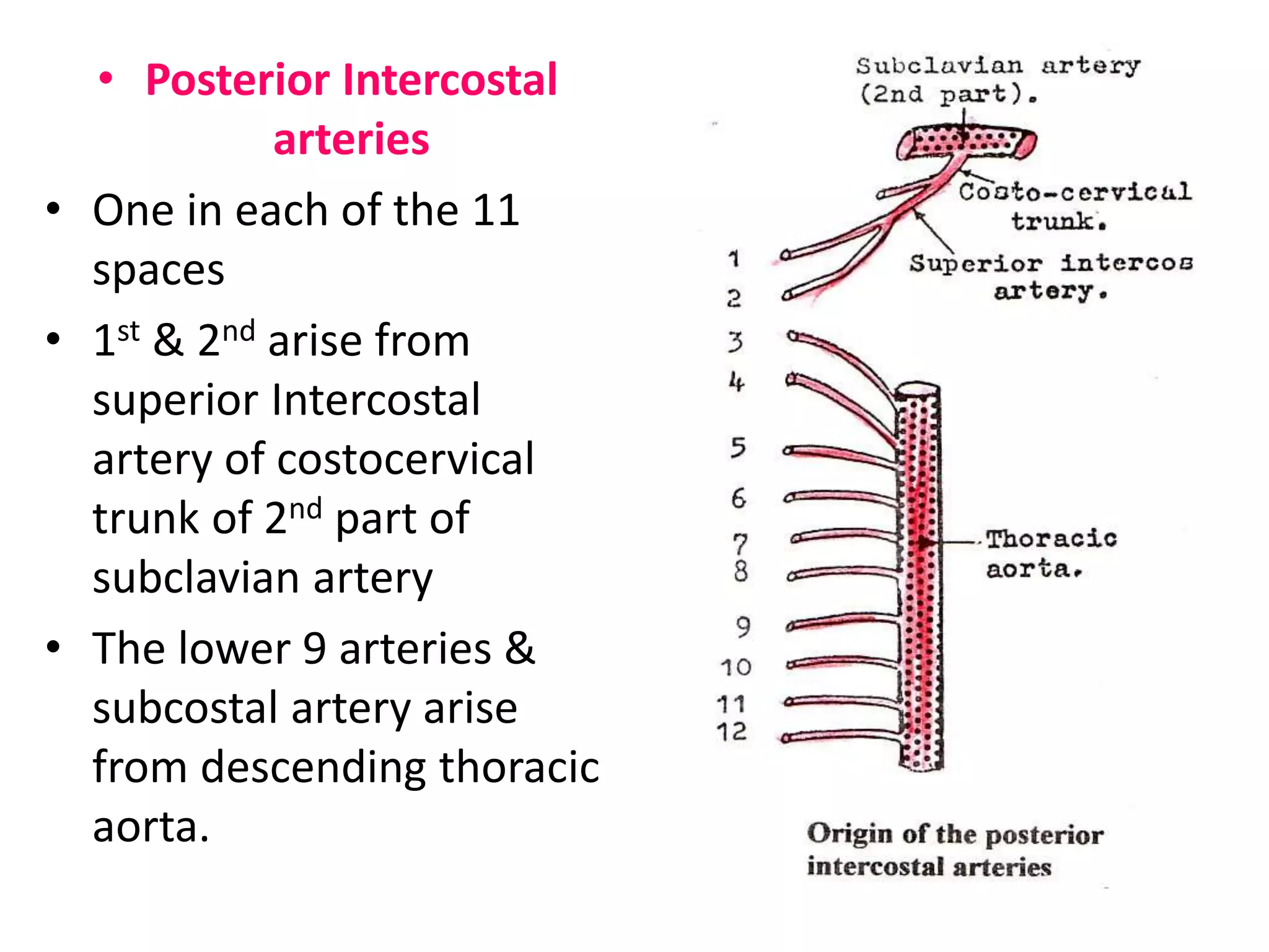 • Posterior Intercostal
arteries
• One in each of the 11
spaces
• 1st & 2nd arise from
superior Intercostal
artery of costocervical
trunk of 2nd part of
subclavian artery
• The lower 9 arteries &
subcostal artery arise
from descending thoracic
aorta.
 