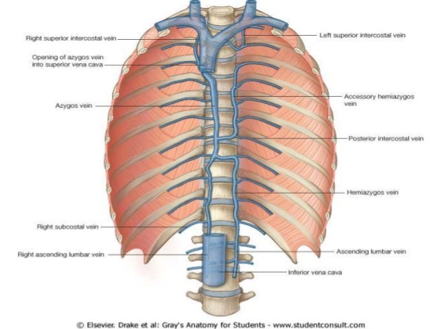 Nerves Vessels Of Thoracic Wall