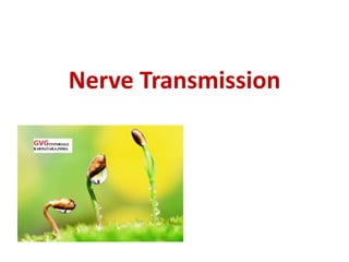 Nerve Transmission
 