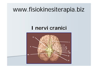 www.fisiokinesiterapia.biz

      I nervi cranici
 