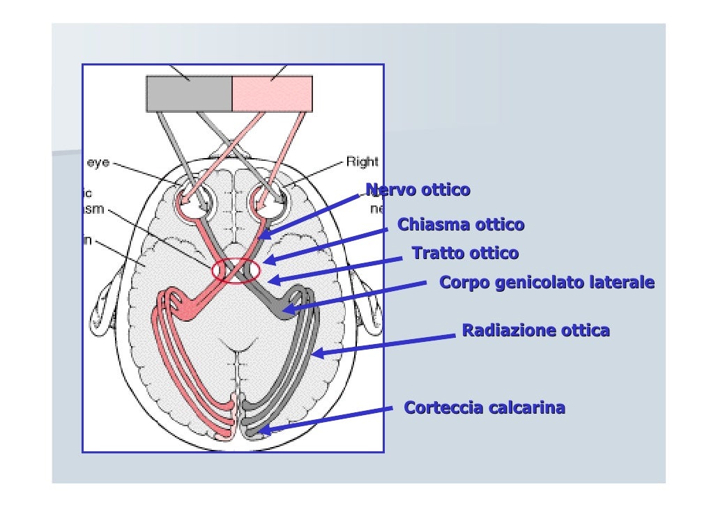Nervi cranici Nervi cranici
