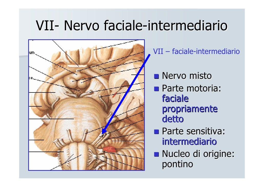 Nervi cranici Nervi cranici