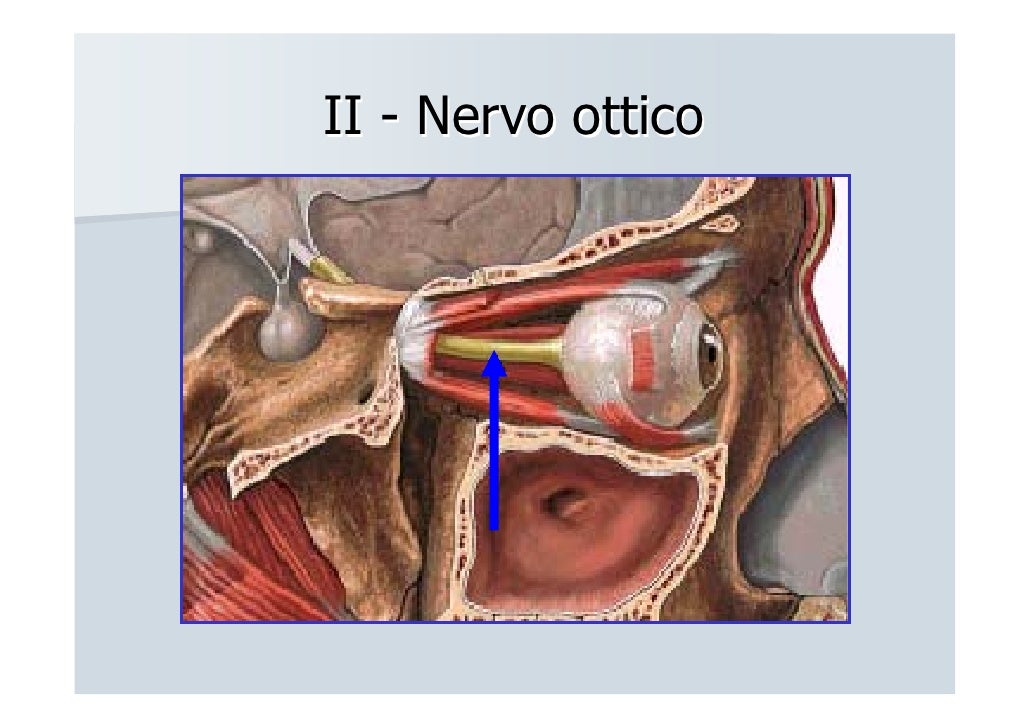 Nervi cranici Nervi cranici