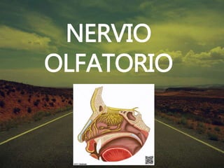 NERVIO
OLFATORIO
 