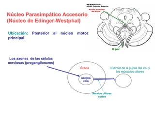 Nervio Oculomotor (Iii Par Craneal)