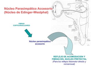 Nervio Oculomotor (Iii Par Craneal)