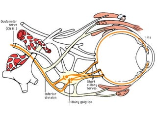 Nervio Oculomotor (Iii Par Craneal)