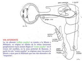 Nervio Oculomotor (Iii Par Craneal)