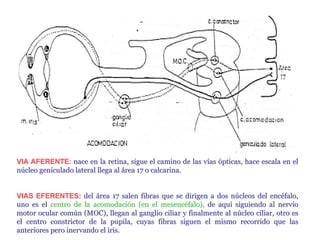 Nervio Oculomotor (Iii Par Craneal)