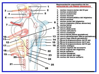 Nervio Oculomotor (Iii Par Craneal)