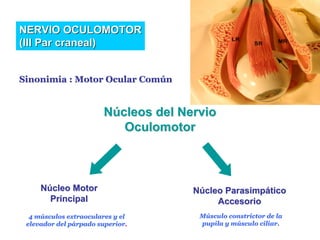 Nervio Oculomotor (Iii Par Craneal)