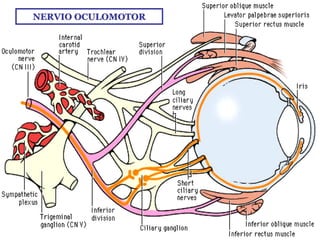 Nervio Oculomotor (Iii Par Craneal)