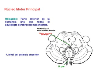 Nervio Oculomotor (Iii Par Craneal)