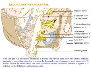 Nervio Oculomotor (Iii Par Craneal)