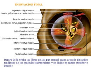 Nervio Oculomotor (Iii Par Craneal)