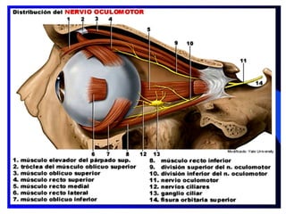 Nervio Oculomotor (Iii Par Craneal)