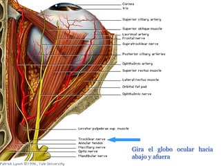Nervio Troclear
