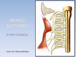 XI PAR CRANEAL
Autor: Dra. Hilaury Mendoza