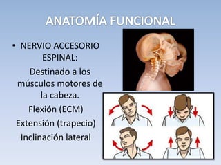 • NERVIO ACCESORIO
ESPINAL:
Destinado a los
músculos motores de
la cabeza.
Flexión (ECM)
Extensión (trapecio)
Inclinación lateral
