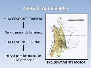 • ACCESORIO CRANEAL
• ACCESORIO ESPINAL
Nervio motor de la laringe
Nervio para los músculos
ECM y trapecio
EXCLUSIVAMENTE MOTOR