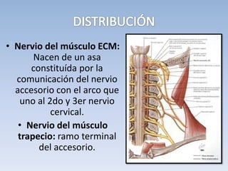• Nervio del músculo ECM:
Nacen de un asa
constituída por la
comunicación del nervio
accesorio con el arco que
uno al 2do y 3er nervio
cervical.
• Nervio del músculo
trapecio: ramo terminal
del accesorio.