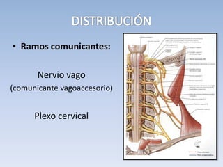 • Ramos comunicantes:
Nervio vago
(comunicante vagoaccesorio)
Plexo cervical