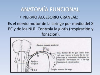• NERVIO ACCESORIO CRANEAL:
Es el nervio motor de la laringe por medio del X
PC y de los NLR. Controla la glotis (respiración y
fonación).