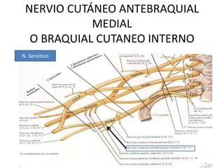 NERVIO CUTÁNEO ANTEBRAQUIAL
            MEDIAL
  O BRAQUIAL CUTANEO INTERNO
N. Sensitivo
 