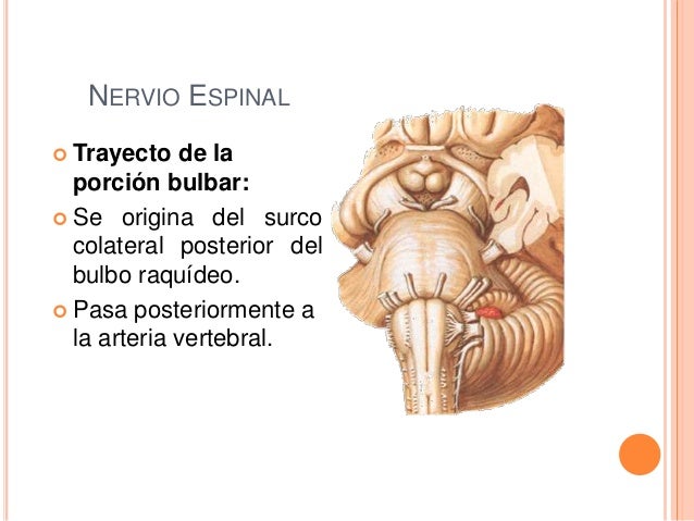 Nervio espinal o accesorio
