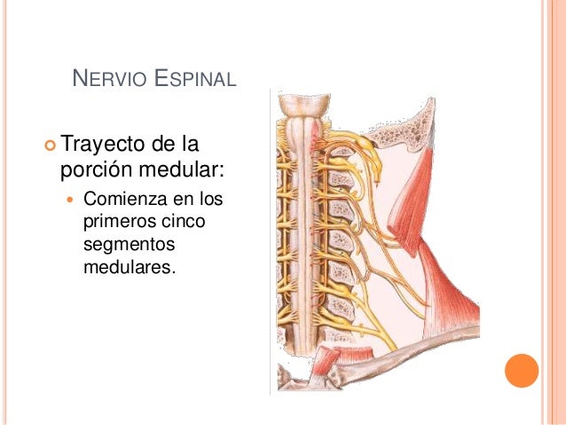 Nervio espinal o accesorio