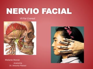 NERVIO FACIAL
VII Par Craneal
Melanie Moran
Anatomía
Dr. Antonio Pilataxi
 