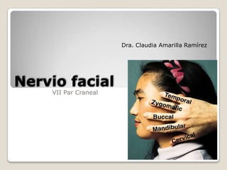 Dra. Claudia Amarilla Ramírez Nervio facial VII Par Craneal 