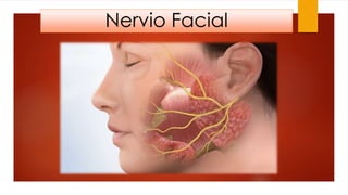 Nervio Facial
 