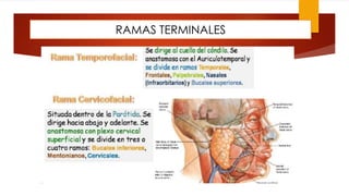 RAMAS TERMINALES
 