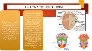 EXPLORACION SENSORIAL
Determinar el gusto
en los dos tercios
anteriores de la
lengua aplicando
sustancias saladas,
dulces o ácidas en
la parte anterior de
la lengua
manteniendo
tapada la nariz
Se necesita tener
preparado hisopos
algodonados,
frascos con azúcar
(sabor dulce), sal
común (salado),
ácido cítrico o jugo
de limón (ácido) y
quinina(amargo), un
papel o cuatro
tarjetas donde estén
escritos con letras
grandes, los cuatro
sabores primarios y
un vaso con agua
natural para
enjuagarse la boca
entre una gustación
y otra
 