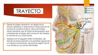 TRAYECTO
 Desde el origen aparente, se dirige hacia
afuera adelante y arriba para introducirse en el
conducto auditivo interno, del cual ambas
raíces penetran por la fosita anterosuperior que
corresponde al origen del conducto de Falopio,
lo recorre en sus 3 porciones.
 Aparece en el agujero estilo mastoideo, de
donde el nervio penetra a la parótida siguiendo
un trayecto transversal, alcanza la región facial
y se divide en sus ramas terminales.
 