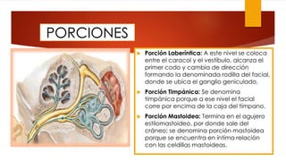  Porción Laberíntica: A este nivel se coloca
entre el caracol y el vestíbulo, alcanza el
primer codo y cambia de dirección
formando la denominada rodilla del facial,
donde se ubica el ganglio geniculado.
 Porción Timpánica: Se denomina
timpánica porque a ese nivel el facial
corre por encima de la caja del tímpano.
 Porción Mastoidea: Termina en el agujero
estilomastoideo, por donde sale del
cráneo; se denomina porción mastoidea
porque se encuentra en íntima relación
con las celdillas mastoideas.
PORCIONES
 