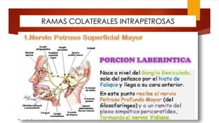 RAMAS COLATERALES INTRAPETROSAS
 