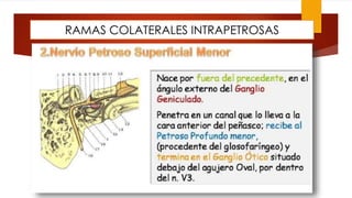 RAMAS COLATERALES INTRAPETROSAS
 