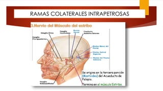 RAMAS COLATERALES INTRAPETROSAS
 