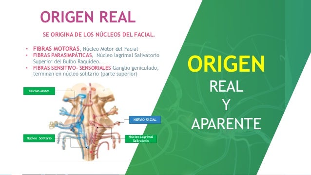 NERVIO FACIAL VII PAR
