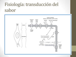 Fisiología: transducción del
sabor

 