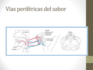 Vías periféricas del sabor

 