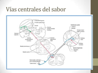 Vías centrales del sabor

 